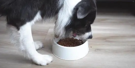 给边牧犬吃的狗粮
