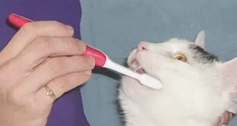 猫咪洁齿用什么好
