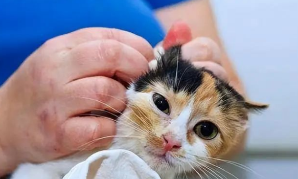 猫咪为什么有耳螨 猫咪为什么有耳螨