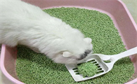 猫砂放多少合适？猫砂多久换一次？