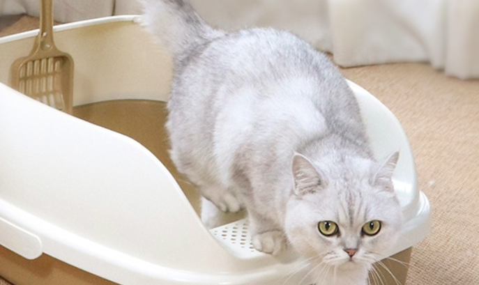 猫砂放在哪里