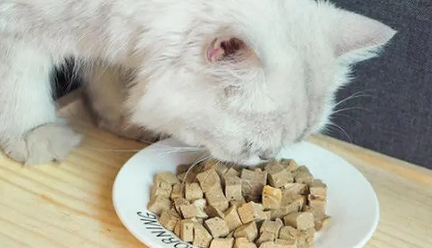 猫零食吃什么好