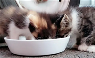 进口猫罐头在哪里买