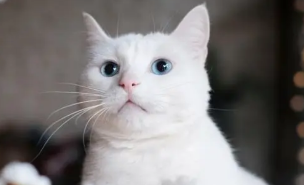 猫体外驱虫怎么做？猫咪体外驱虫常见问题都在这了
