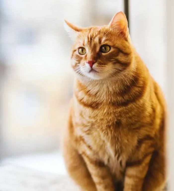 猫咪能吃益生菌吗? 猫咪能吃益生菌吗?