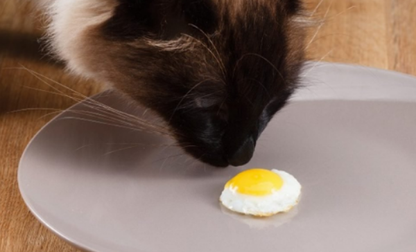小猫能吃鸡蛋吗？适量喂食好处多