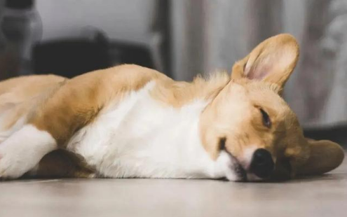 狗狗消化不良吃肠胃宝可以吗