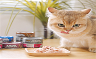 猫咪一天吃几个罐头