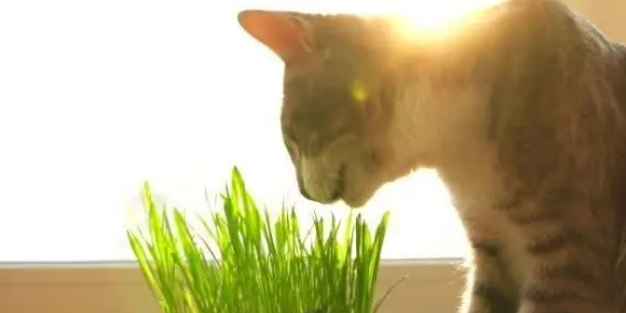 猫草对猫有很多好处,你也需要考虑给你家猫咪准备一些 猫草对猫有很多好处,你也需要考虑给你家猫咪准备一些