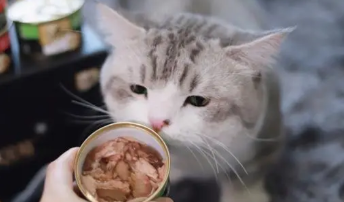 猫必须吃罐头吗