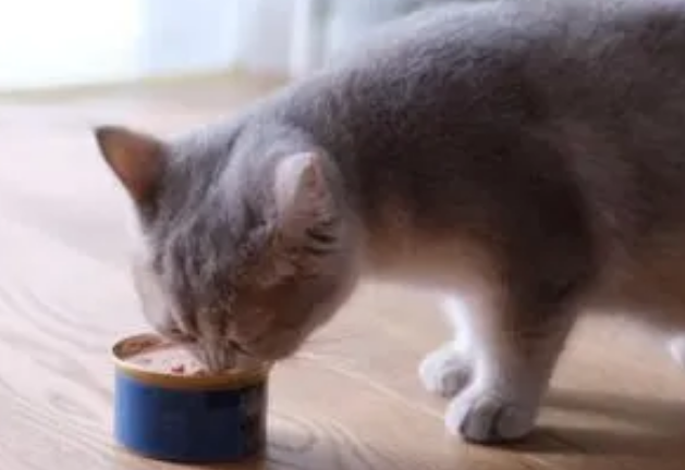 猫咪需要吃罐头吗