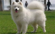 爱斯基摩雪橇犬