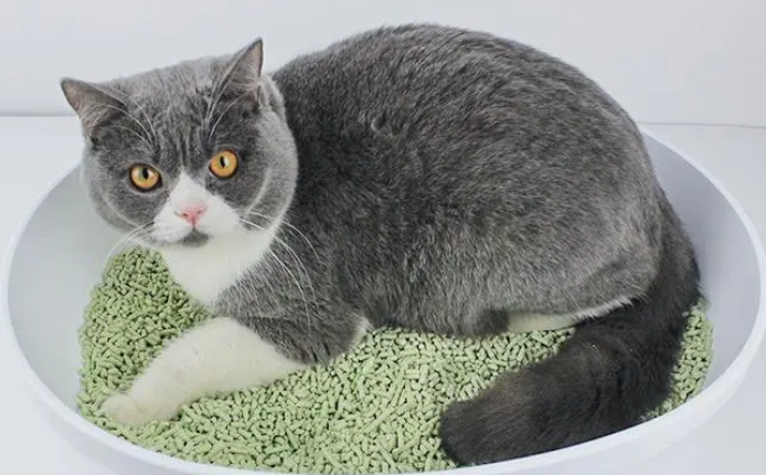 换一次猫砂用多久 换一次猫砂用多久