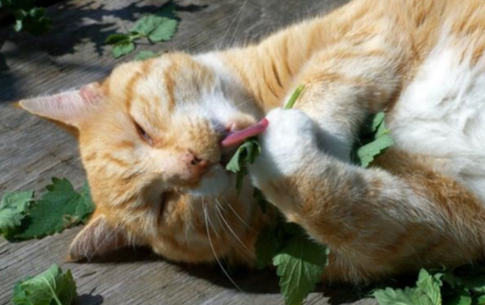 猫咪吃了猫薄荷反应是咋样的？