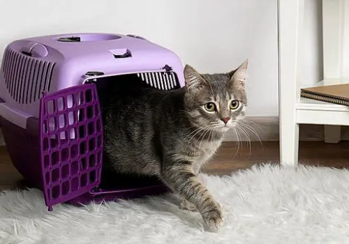 四个步骤,让你的猫不再抗拒航空箱 四个步骤,让你的猫不再抗拒航空箱