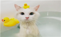 猫咪要用什么沐浴露