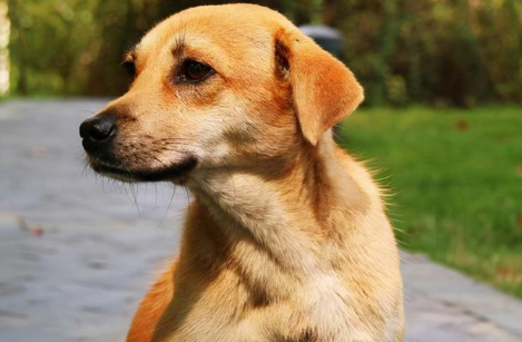 新手须知：犬瘟用什么消毒？