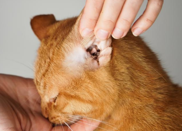 耳螨猫咪怎么得的 耳螨猫咪怎么得的