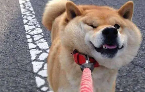 狗狗带上牵引绳不走怎么办