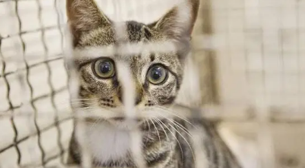 狗笼子可以养猫吗 狗笼子可以养猫吗