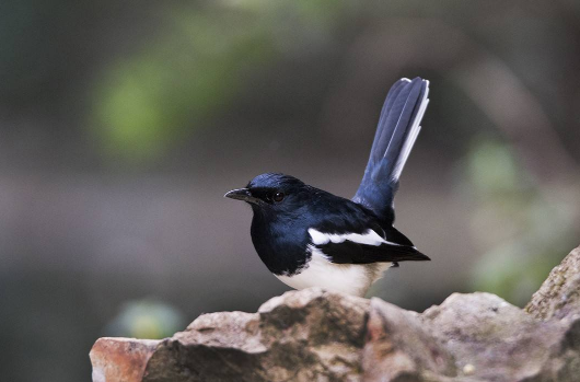 四喜鳥也稱鵲鴝(magpie robin),別名較多吱渣,信鳥等等.