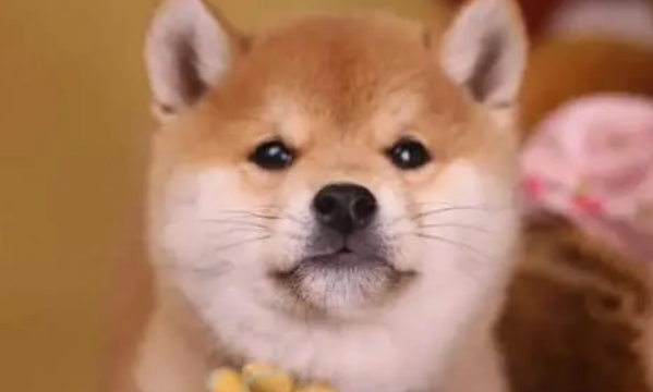 教你如何挑选正规犬舍？正规犬舍有哪些特征？