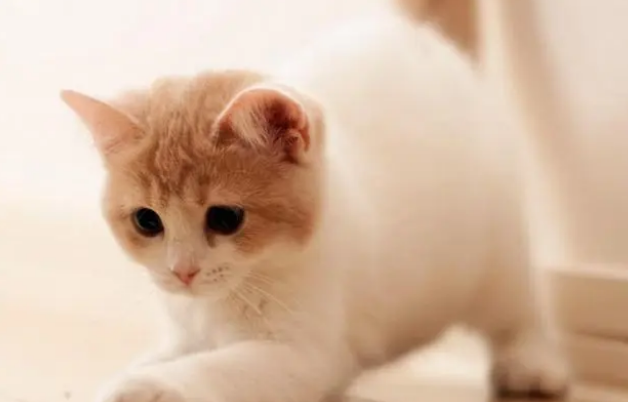 猫粮和罐头哪个更适合猫咪?看这轻松选择! 猫粮和罐头哪个更适合猫咪?看这轻松选择!