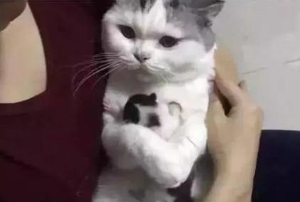 主人要把小奶猫送人,猫妈妈紧紧抱着哭的稀里哗啦 主人要把小奶猫送人,猫妈妈紧紧抱着哭的稀里哗啦