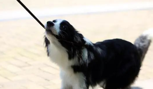 狗狗带了牵引绳不会走路