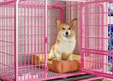 怎样才能让狗狗进笼子