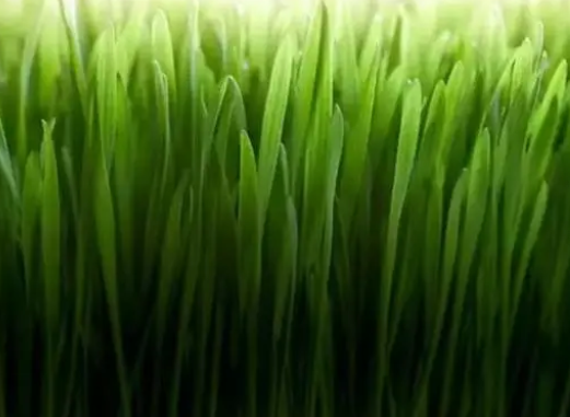 猫咪吃猫草的5个你不知道的好处? 猫咪吃猫草的5个你不知道的好处?
