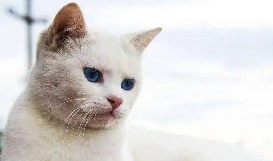 养猫一般从几个月开始养，来告诉你答案！