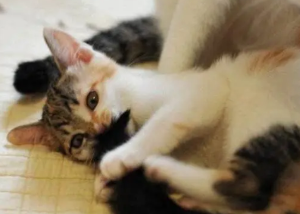 猫咪超爱吃营养膏的，但是日常真有必要天天吃吗？营养品别乱吃