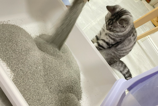 猫砂哪里买的便宜