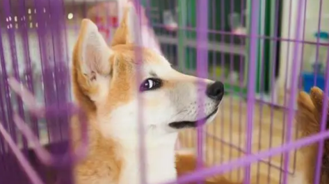 怎么让狗适应笼子
