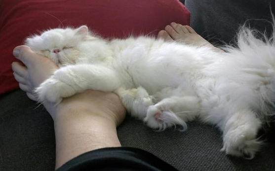 猫躺在主人脚边的意义,你不知道吗? 猫躺在主人脚边的意义,你不知道吗?