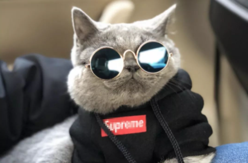 宠物猫的衣服怎么选 宠物猫的衣服怎么选