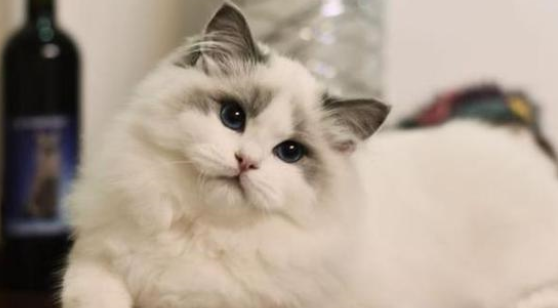 猫营养膏是什么?猫为什么要吃营养膏? 猫营养膏是什么?猫为什么要吃营养膏?