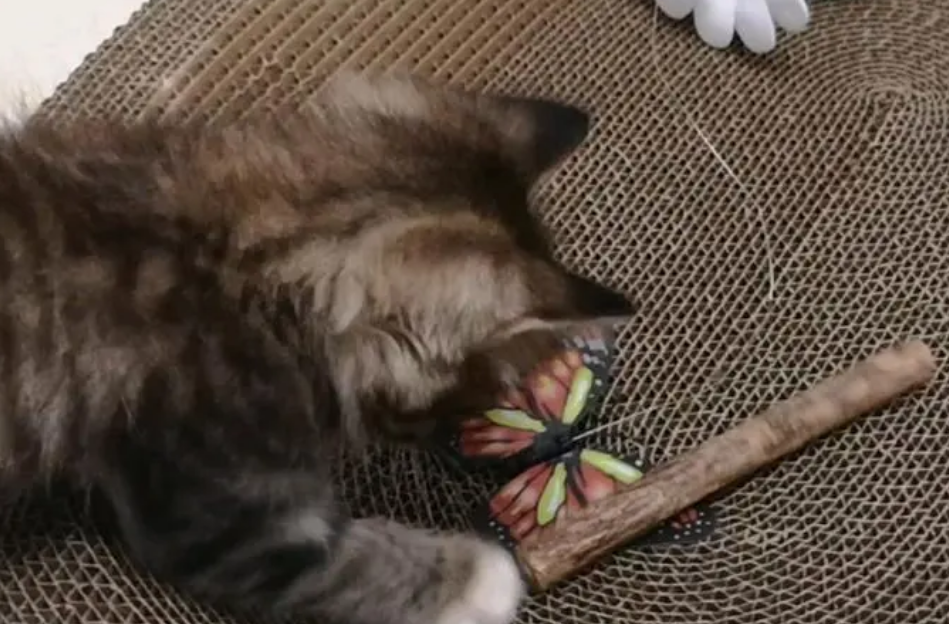 猫咪为什么会吃飞蛾？原因是这个