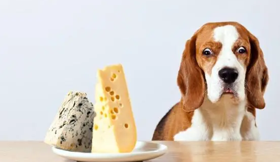宠物零食人能吃吗