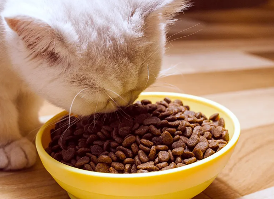 猫粮要怎么喂