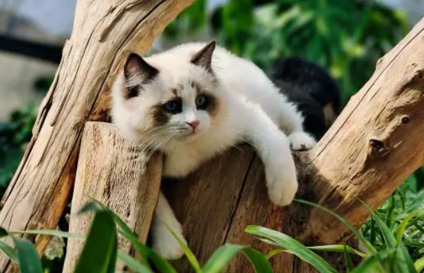 给猫咪吃猫草有什么好处?来看看吧 给猫咪吃猫草有什么好处?来看看吧