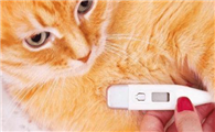 宠物猫感冒流鼻涕该吃什么药