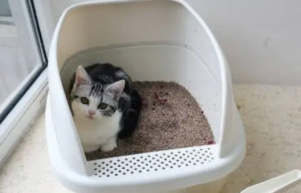 猫砂多少天换一次 猫砂多少天换一次