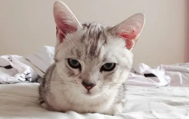 猫鼻支吃阿莫西林有用吗