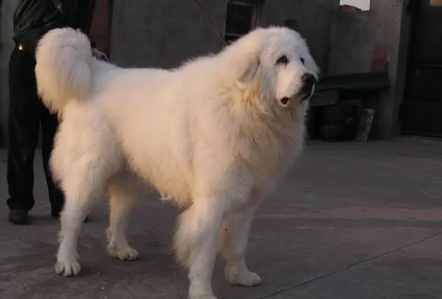 大白熊犬吃什么狗粮