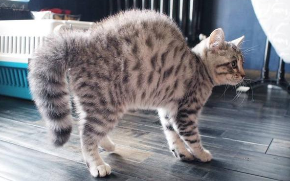 今日科普:猫弓背竖尾巴什么意思? 今日科普:猫弓背竖尾巴什么意思?