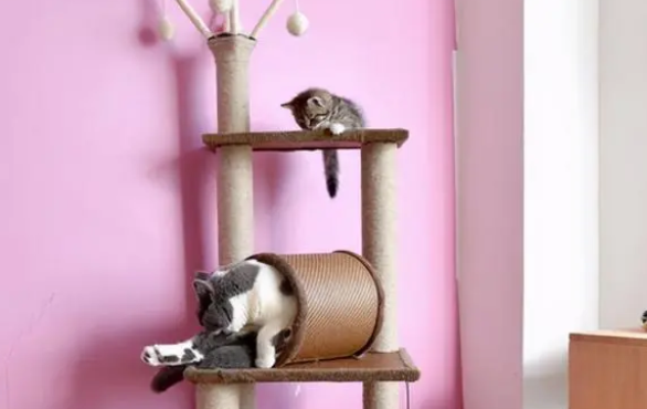 怎么训练猫使用猫爬架? 怎么训练猫使用猫爬架?