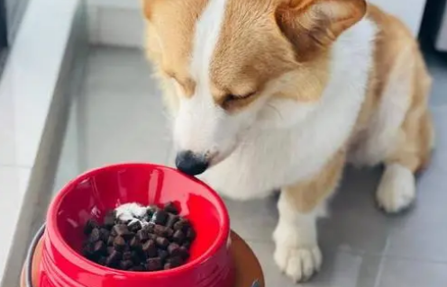 狗狗挑食吃什么狗粮