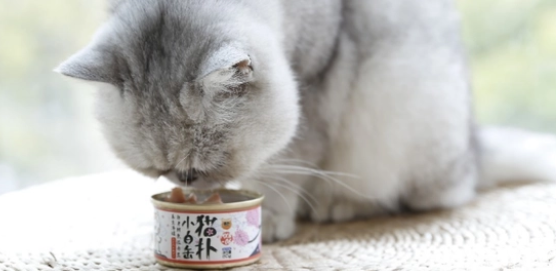 猫罐头买什么样的